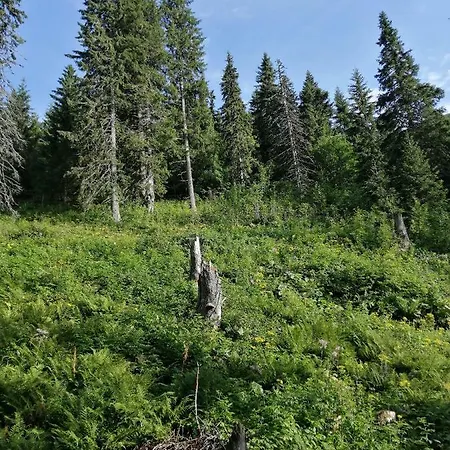 Naji - דירה טאלה