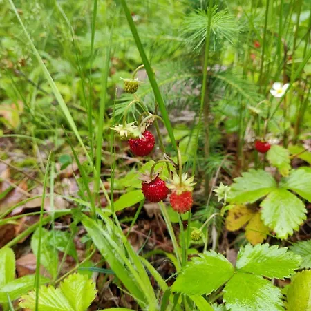 Appartement Naji - Tale