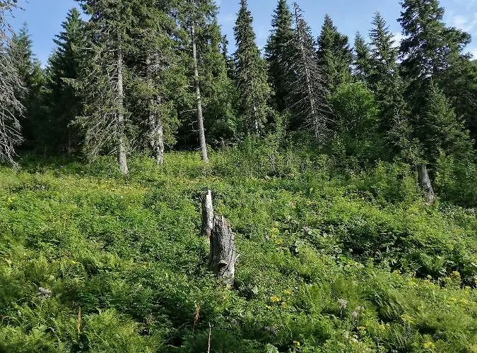 Naji - Apartment Tale