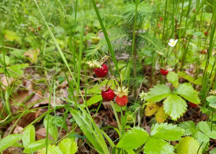 Apartment Naji - Tale